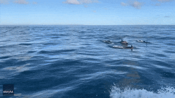 500-Dolphin 'Superpod' Sighted Leaping Through 