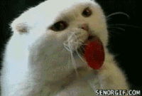 funny cat GIF