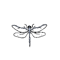 Dragonfly Delicada Sticker