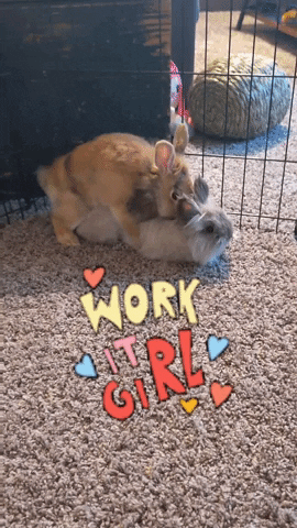 dummy-pants giphyattribution bunny rabbit bonding GIF