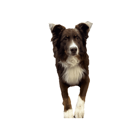 Dog Sticker by Lanzerathbau