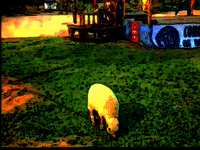 houston sheep GIF by MFD