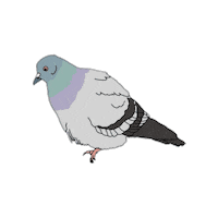 LiveArtProject cute pigeon 動物 はと Sticker