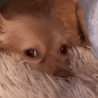 Cute Girl Dog GIF