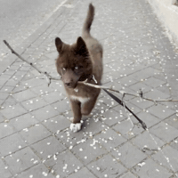 apoloredhusky red husky apolo red husky GIF