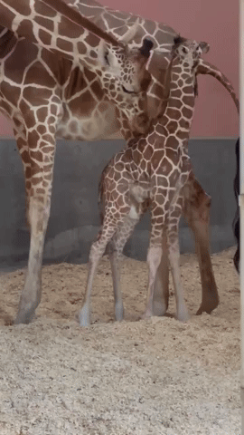 Oakland Zoo Welcomes Baby Giraffe