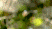 australia GIF by Australian Survivor