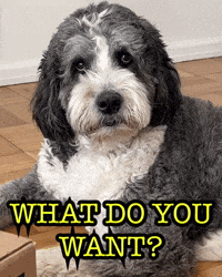 What Do You Want Sassy Dog GIF