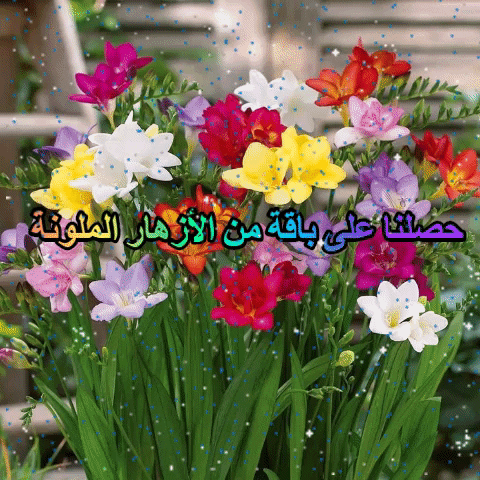 mohamedjbareen5353 giphygifmaker giphyattribution GIF