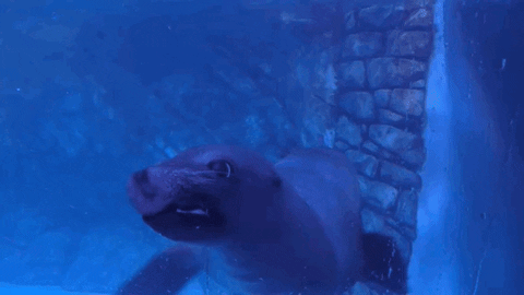 GIF by Georgia Aquarium