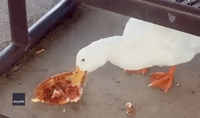 Duck Goes Quackers for Leftover Pizza