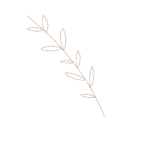 estudiosolemio giphyupload plant boho beige Sticker