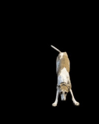 Cute Dog GIF by De Graafschap Dierenartsen