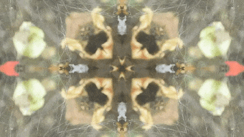 Art Film GIF by jorgemariozuleta