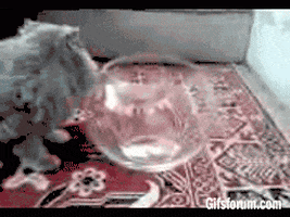 cat liquids GIF