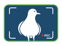 Bird Camera GIF by ABCLegal