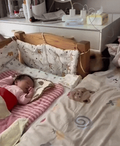 cuteanimalland giphyupload GIF