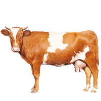 vache Sticker by danslevrai