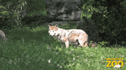 Run Running GIF by Brookfield Zoo