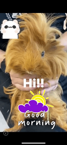 yukikanz giphyattribution hi GIF