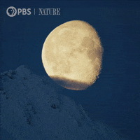Pbs Nature Night GIF by Nature on PBS