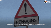 african penguin GIF by The Dodo