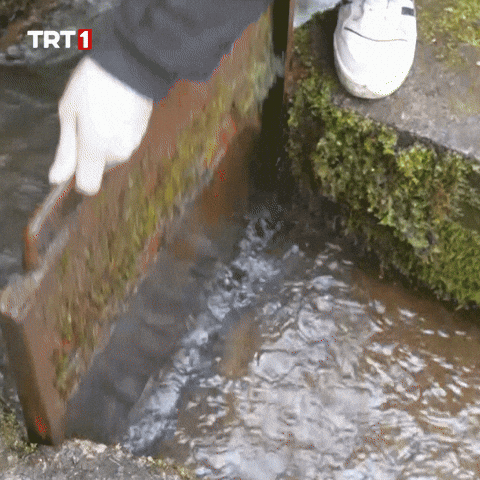 Good Morning Summer GIF by TRT