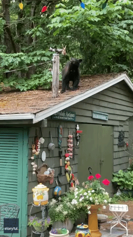Feisty Little Dog Barks as Bear Inspects Garage Roof in British Columbia