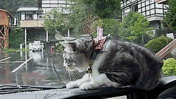 cat dashboard GIF