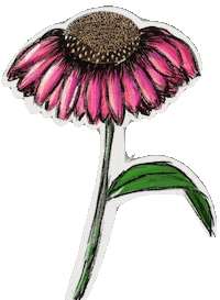 audreyrosemolina pink flower drawing glow Sticker
