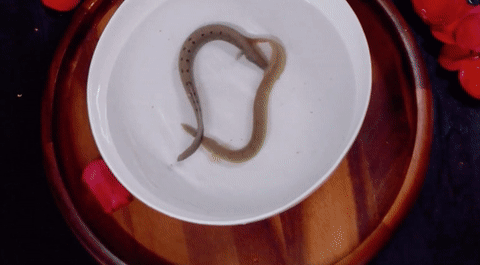 michael carbonaro GIF by truTV’s The Carbonaro Effect