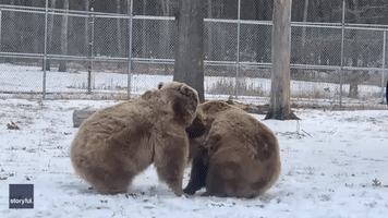 'Spring Fever' Sees Bears Tussle at Animal Sanctuary
