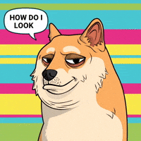 Shiba Inu Lol GIF by Doge Pound
