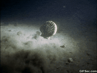 page forum GIF