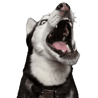 unimpressedhusky unimpressedhusky huskyjuno Sticker