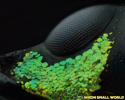 photography nikon GIF