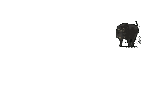 Feral Hog Running Sticker by Leroy Patterson