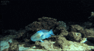 Hide Hiding GIF