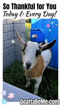 The Best Thanksgiving GIF by Goatta Be Me Goats! Adventures of Java, Toffee, Pumpkin and Cookie!