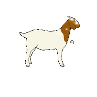 nestatefair goat fair nebraska boer Sticker