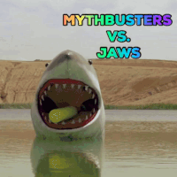 Shark Week GIF by Discovery