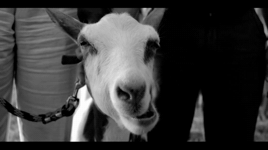 subpoprecords giphyupload music video goat popcorn GIF