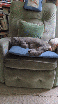 Shikasketchbook GIF by Stella 52