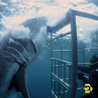 Jawsawakens GIF by Shark Week