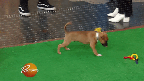 excited dog GIF by Rachael Ray Show