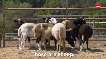 Those Are Sheep