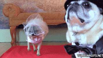 Dog Dress Up GIF