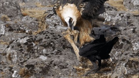 Eat Tug Of War GIF by ABC Network