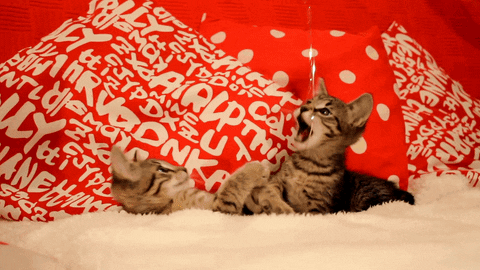 Newszii giphyupload cat meowmirth felinefunnybone GIF