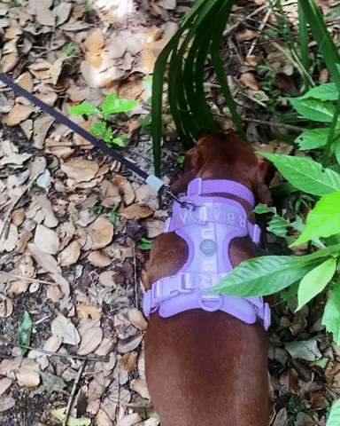 Dachshund Dog Harness GIF by Urbana Pet